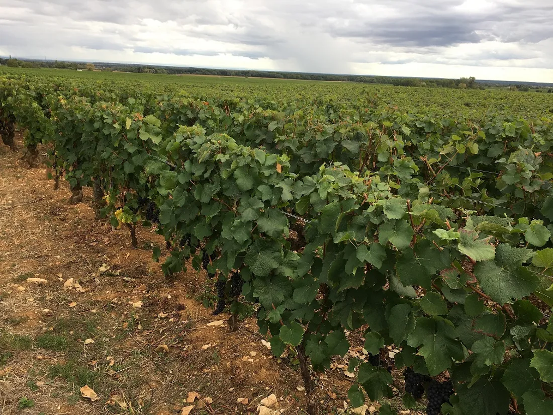 Un million d’euros d’aide sera accordé aux viticulteurs en Bourgogne-Franche-Comté. 